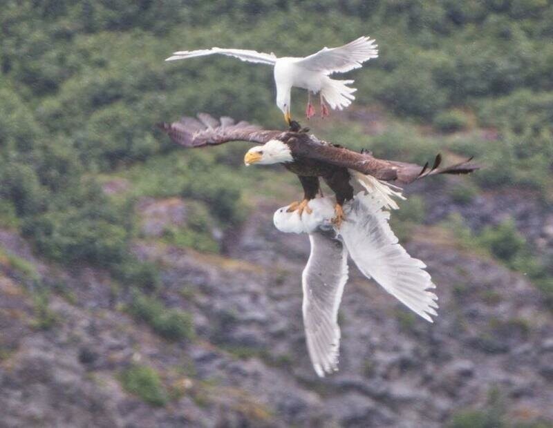 Фотография, на которой изображена чайка, пытающаяся спасти своего друга от белоголового орлана.