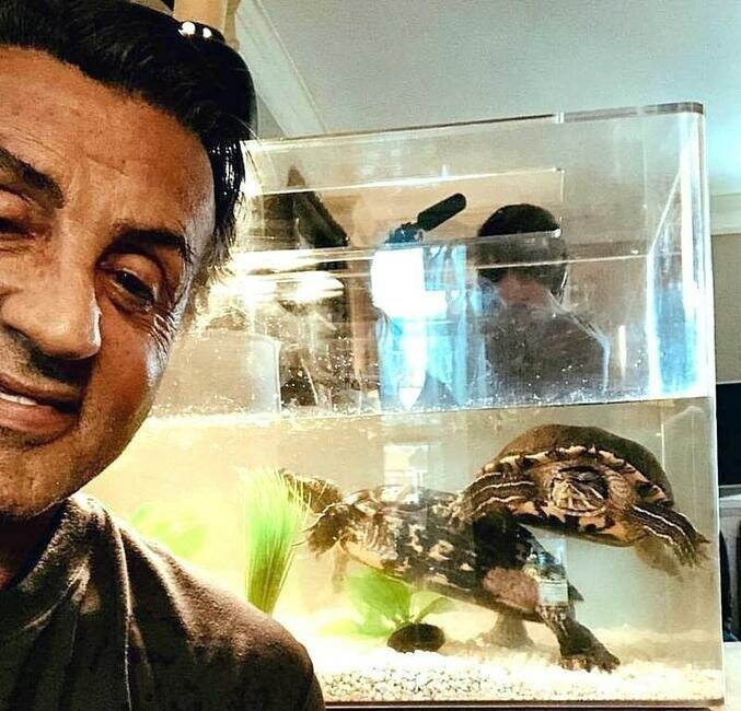 Сильвестр Сталлоне с черепахами, которых он держит со времён фильма "Рокки", и им сейчас более 40 лет.