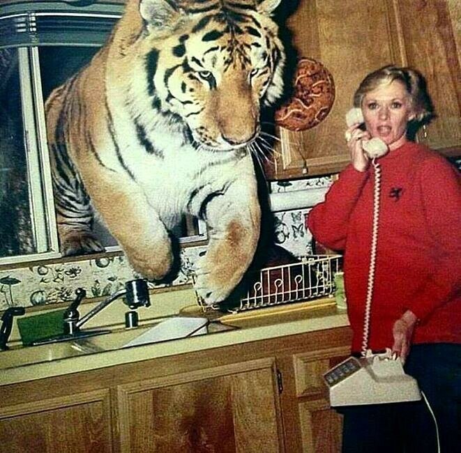 Типпи Хедрен и ее тигр Грегори на съемках фильма «Рев», 1981.