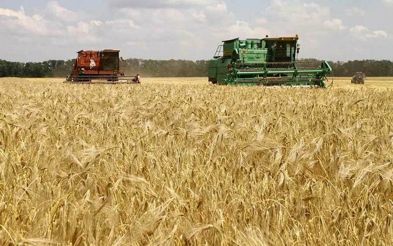 В России богатый урожай высококачественной пшеницы