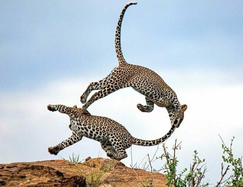 В кенийском заповеднике братья-хищники продемонстрировали игривую драку с акробатическими элементами 