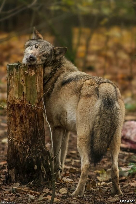 Волк приколы картинки