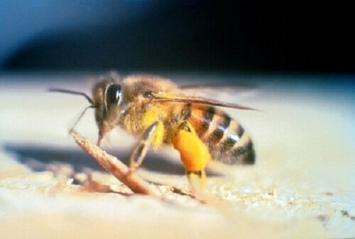 6. Африканизированная пчела