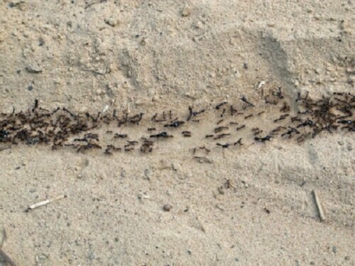 7. Бродячий муравей