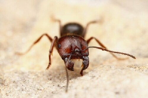 10. Американский муравей-жнец
