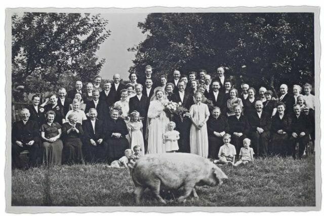 Свинья испортила свадебное фото, 1927 год 