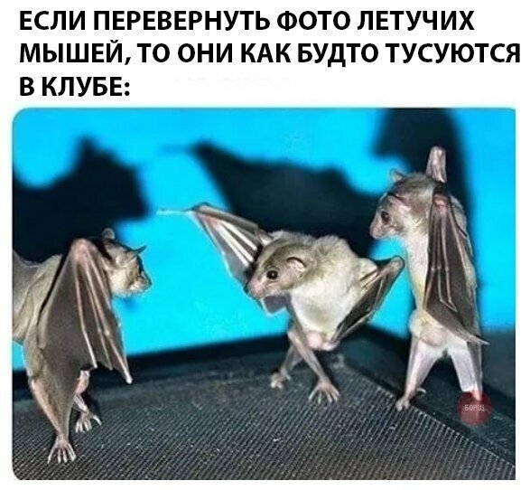 Смешные картинки от Урал за 24 августа 2019 15:42