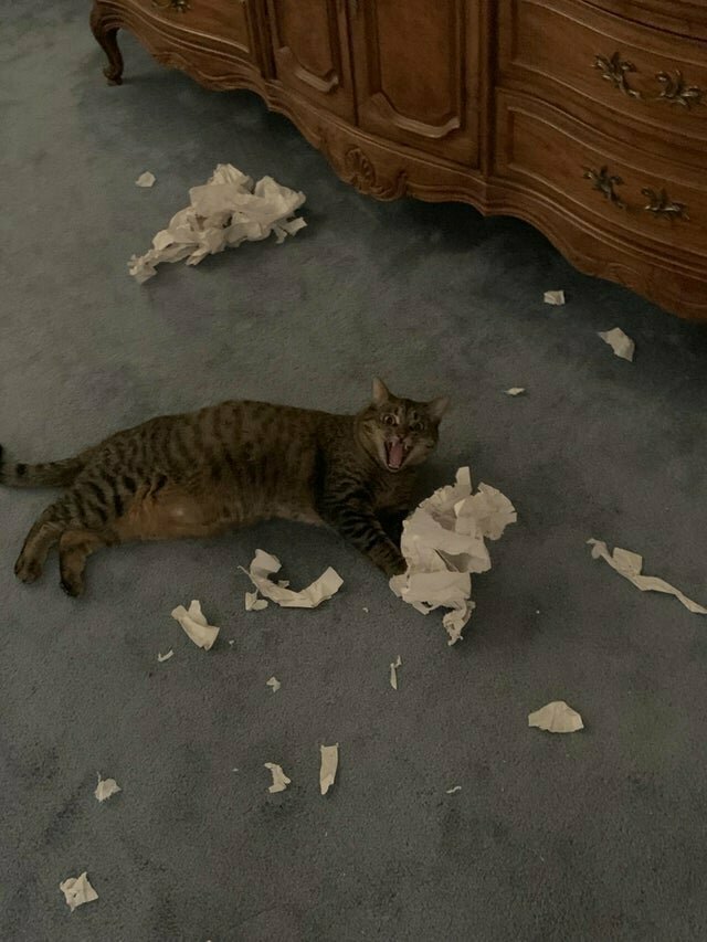 Он специально притащил бумагу из туалета