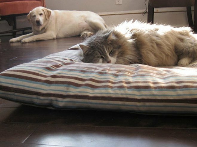 Как выглядит игра в "царя горы" между собаками и кошками