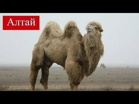 Пытаюсь накормить верблюдов Кош Агача в Горном Алтае 