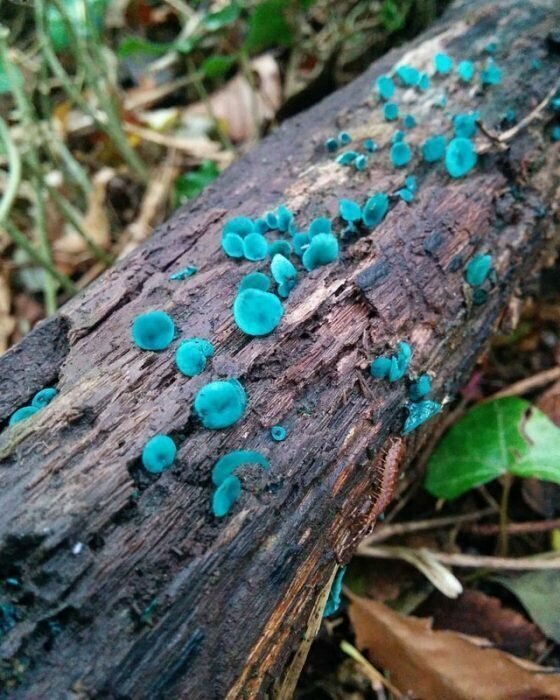 Вот такие необычные грибы