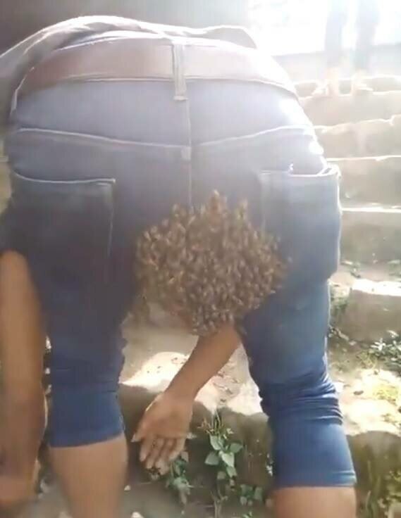 Пчёлы, следуя за маткой, обосновались на задней части индийца
