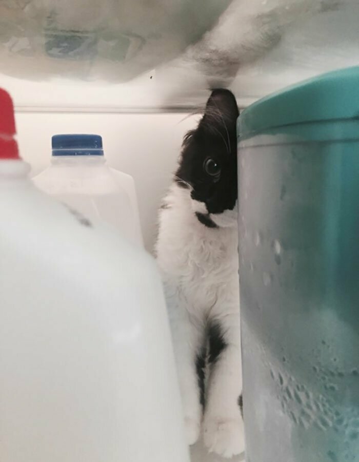 Кошку случайно закрыли в холодильнике - и теперь это ее любимое место