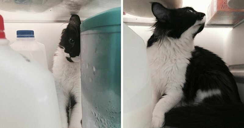 Кошку случайно закрыли в холодильнике - и теперь это ее любимое место