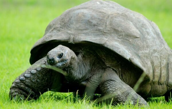 4. В каком году родилась черепаха Джонатан, самое старое из ныне живущих сухопутных животных на планете?