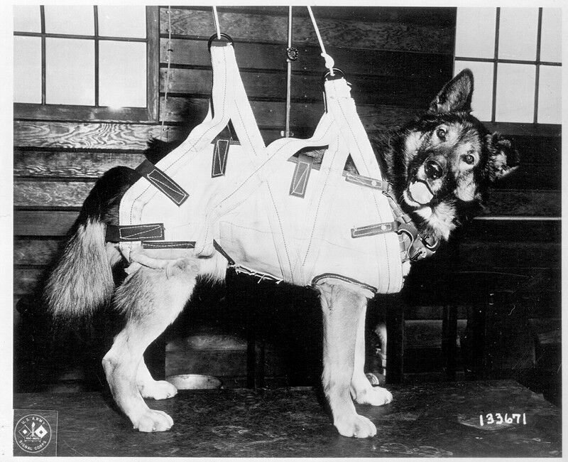 Собаки-парашютисты Второй мировой войны