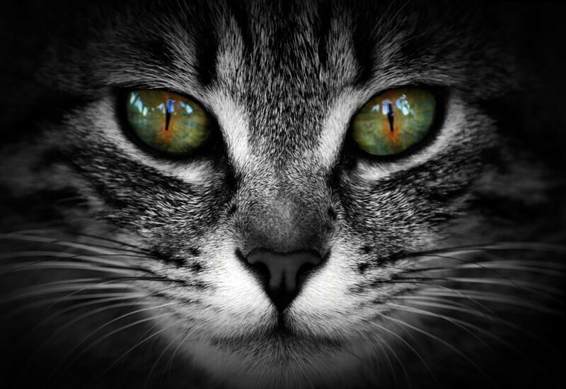 Взгляд в глаза кошке: позиция мистиков