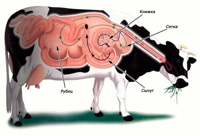 Физиологические особенности коров
