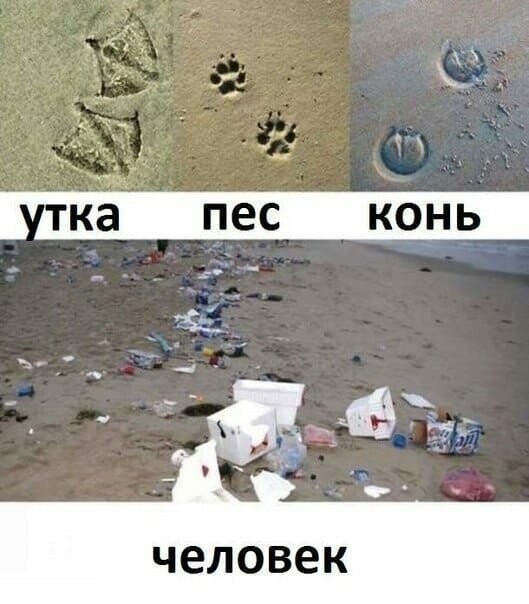 Смешные картинки с надписью