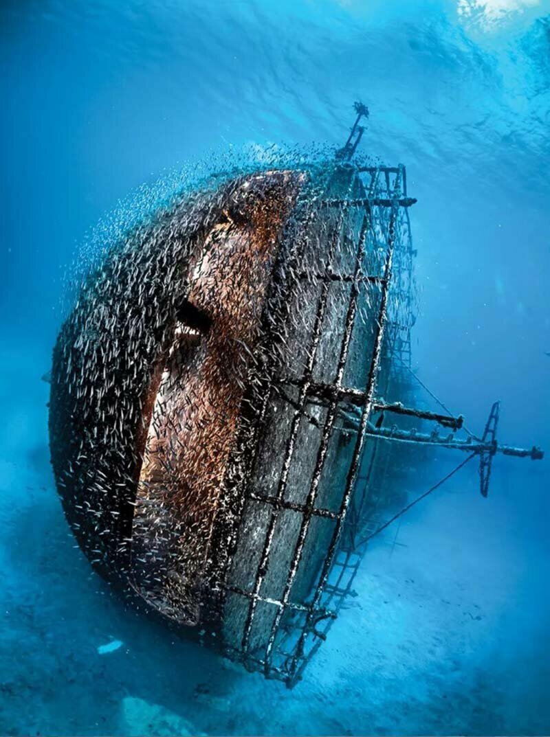 Это удивительное изображение показывает рыбу, кружащуюся вокруг затонувшего корабля около острова Маврикий