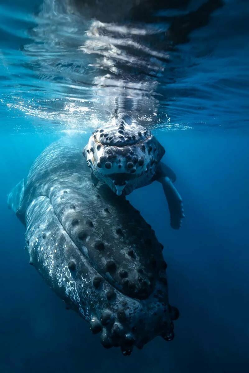 Горбатый кит вместе с детёнышем были запечатлены плавающими между Мадагаскаром и Мозамбиком