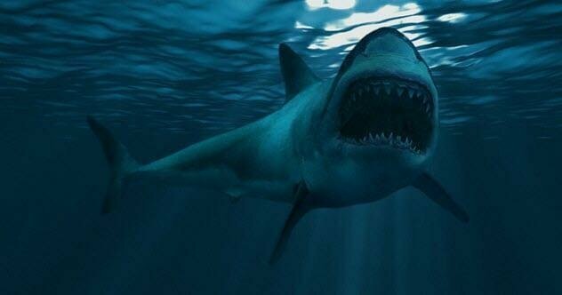 Чувство обоняния у акул сильно преувеличено