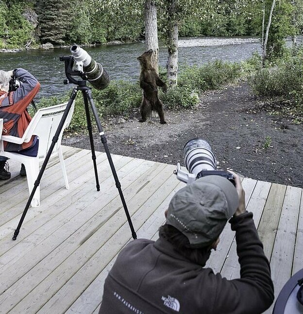 Медведь устроил настоящее шоу прямо перед фотокамерами, станцевав возле дерева