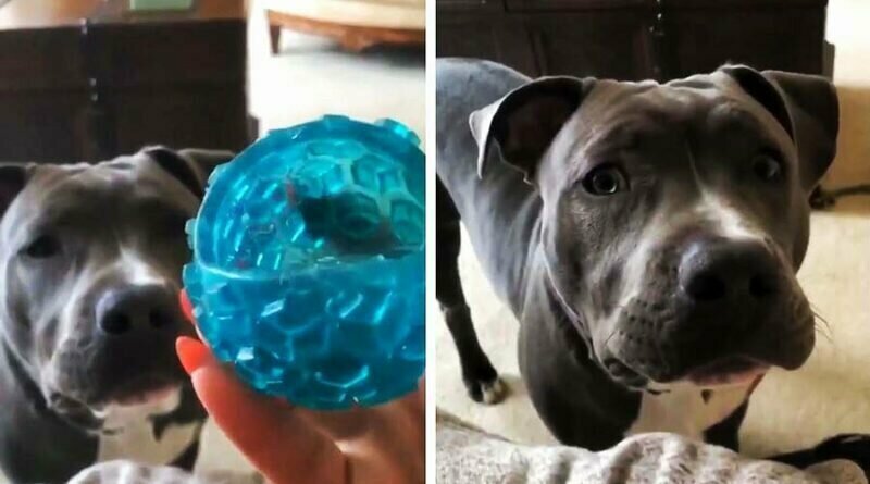 Неподражаемая реакция пса на сломанную игрушку попала в интернет, и это смешно и грустно