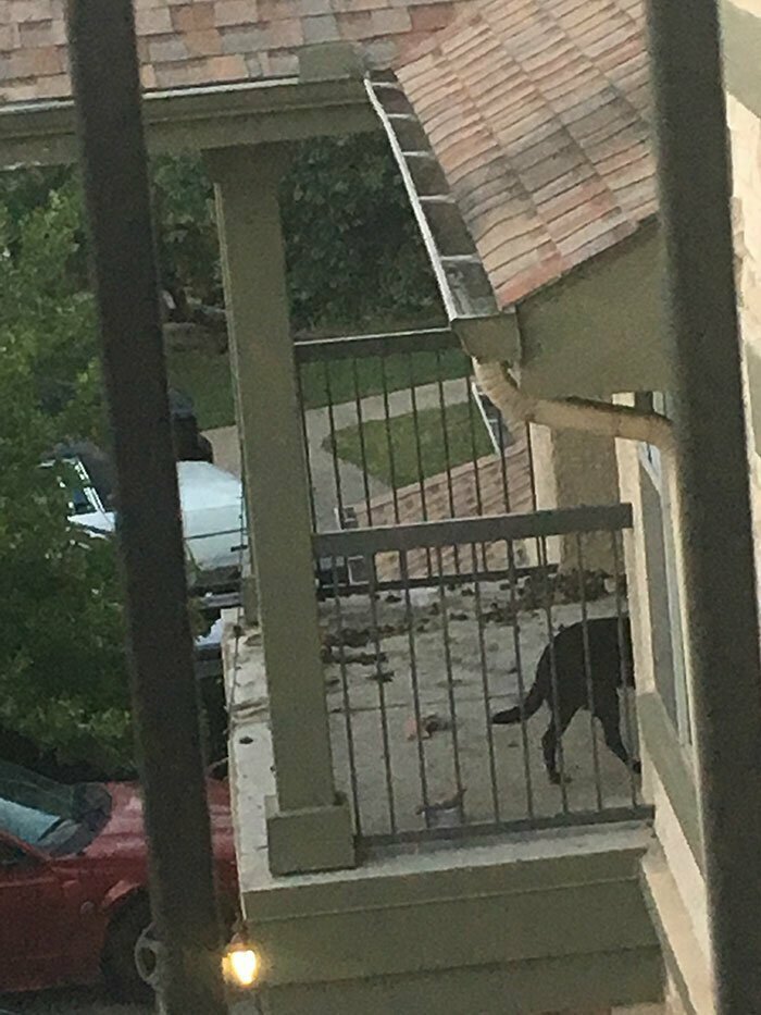 "А наш сосед выгуливает пса прямо на балконе"