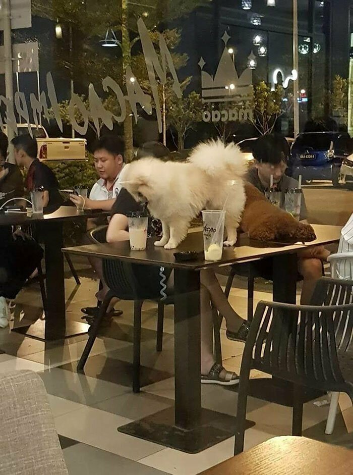 Китайские собачники в ресторане