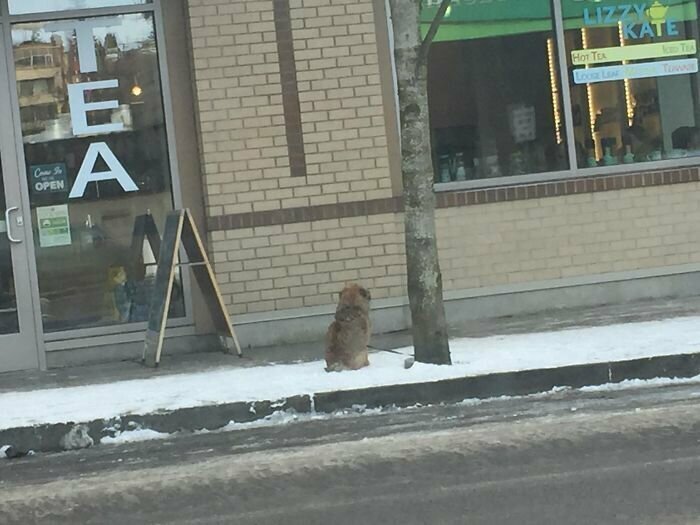 "Этот пес на жестоком морозе почти час, скуля, ждал хозяина из магазина"