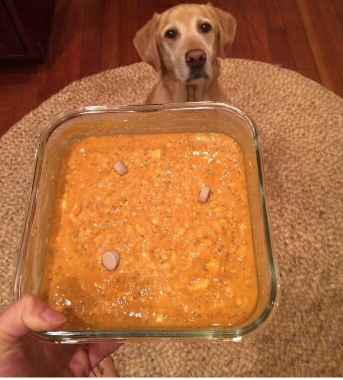 Собаковладелица-веганка написала в социальной сети о том, что ее пес "обожает" веганские обеды