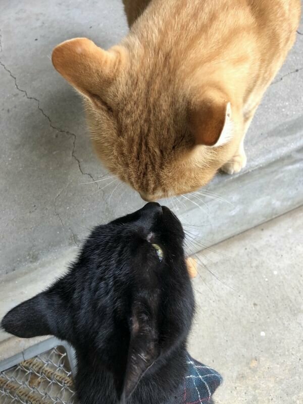 «Пустите, я войду»: пара японских котов уже три года пытаются попасть в музей