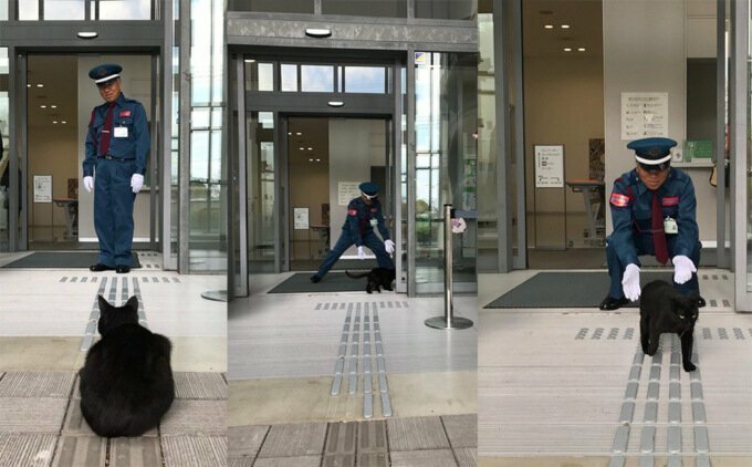 «Пустите, я войду»: пара японских котов уже три года пытаются попасть в музей