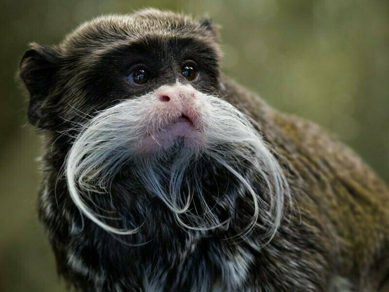 А у обезьян растут усы и борода?