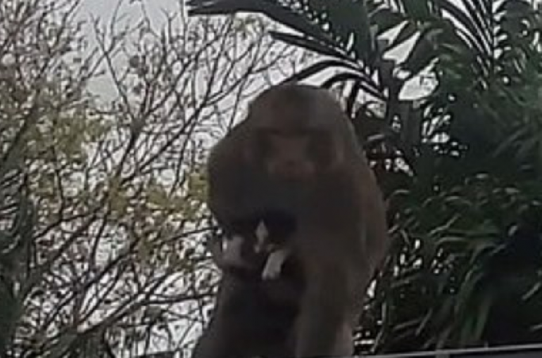 Нашествие обезьян в таиланде. Обезьяны в Тайланде тюрьма. Обезьянка и котенок. Школа для обезьян в Тайланде.