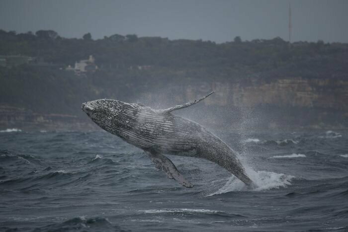 Гигантский горбатый кит устроил туристам невероятное шоу
