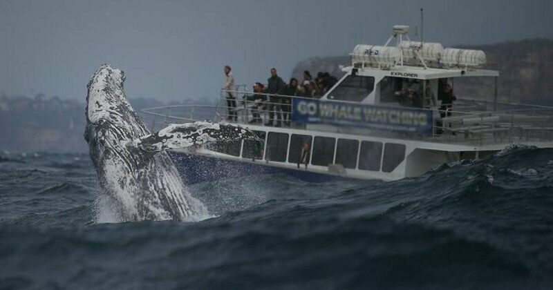 Гигантский горбатый кит устроил туристам невероятное шоу
