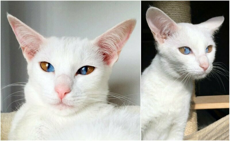 Удивительная кошка с разноцветными глазами