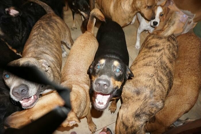 Женщина приютила 97 бездомных собак, чтобы спасти их от урагана