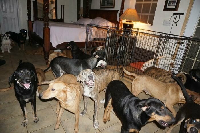 Женщина приютила 97 бездомных собак, чтобы спасти их от урагана