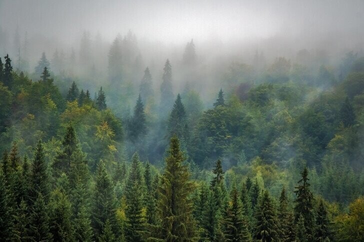 Швеция — крупнейший экспортер леса, но деревьев там становится все больше