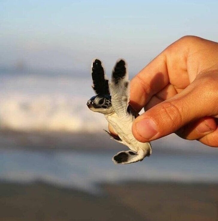 После того как добровольцы убрали с пляжа Версова в Индии 5 млн кг мусора, на него впервые за 20 лет вернулись черепахи, чтобы отложить яйца