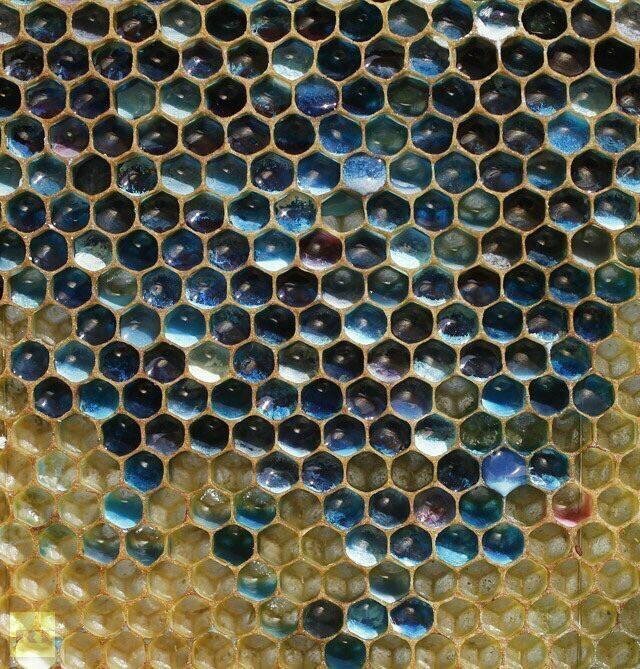 11. Французские пчелы создали синие и зеленые соты после посещения завода M & M