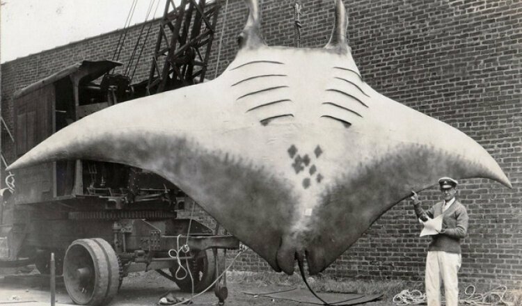 «Великий Скат», или Great Manta, который был пойман капитаном Каном в 1933 году.