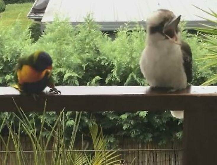 Любопытный попугай попытался завести знакомство с равнодушной кукабарой