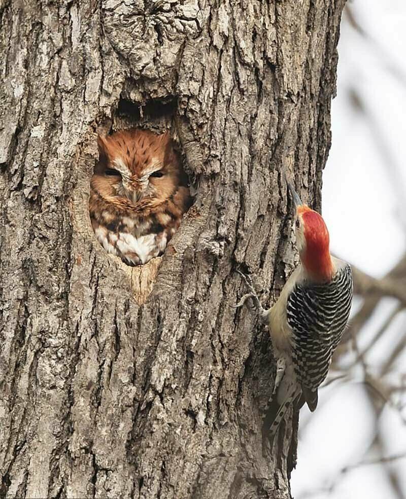 Птицы которые живут в дуплах