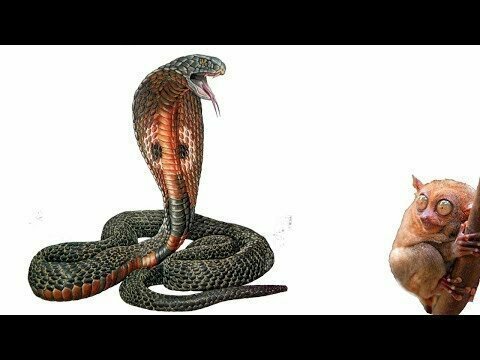 Реакция кобры на перепелинное яйцо 