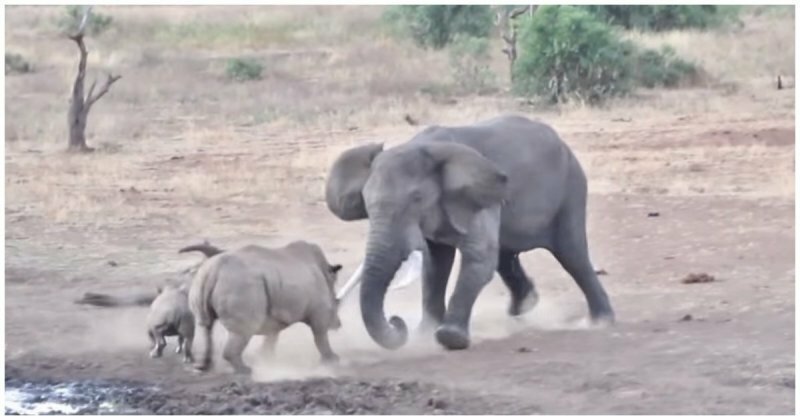 Мама-носорог попыталась атаковать слона, защищая своего детеныша 