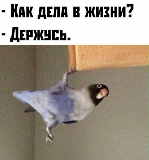 Прикольные и смешные картинки